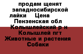продам щенят западносибирской лайки. › Цена ­ 1 500 - Пензенская обл., Колышлейский р-н, Колышлей пгт Животные и растения » Собаки   